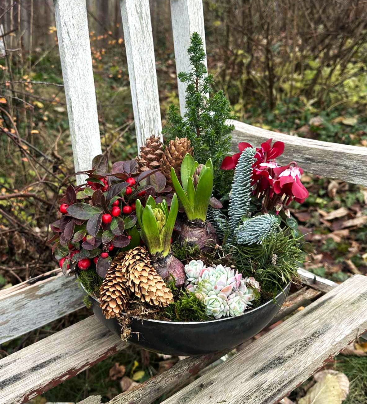 Julesammenplantning med hvid julerose, kogler, røde bær, gran og alpevioler. 