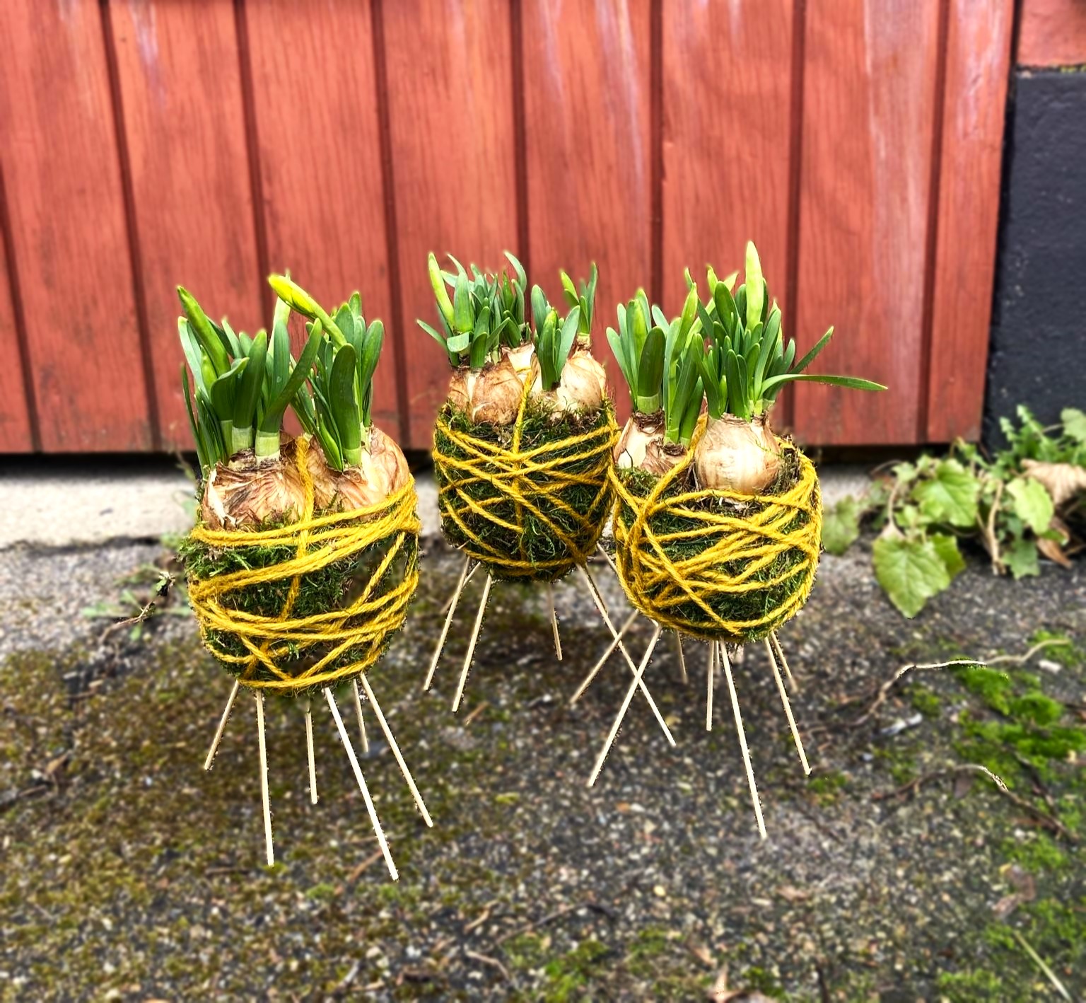 Løgvækster med fødder af pinde og bundet med gult garn og mos.