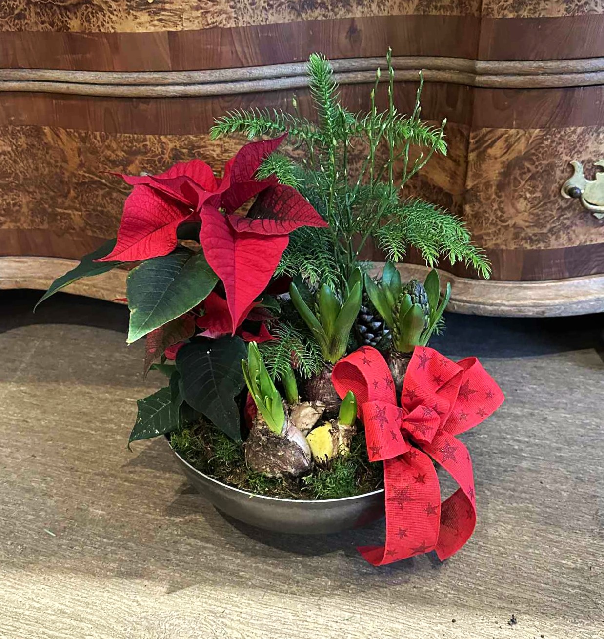 Indendørs julesammenplantning med julestjerner, gran, hyacinter og et rødt bånd. 