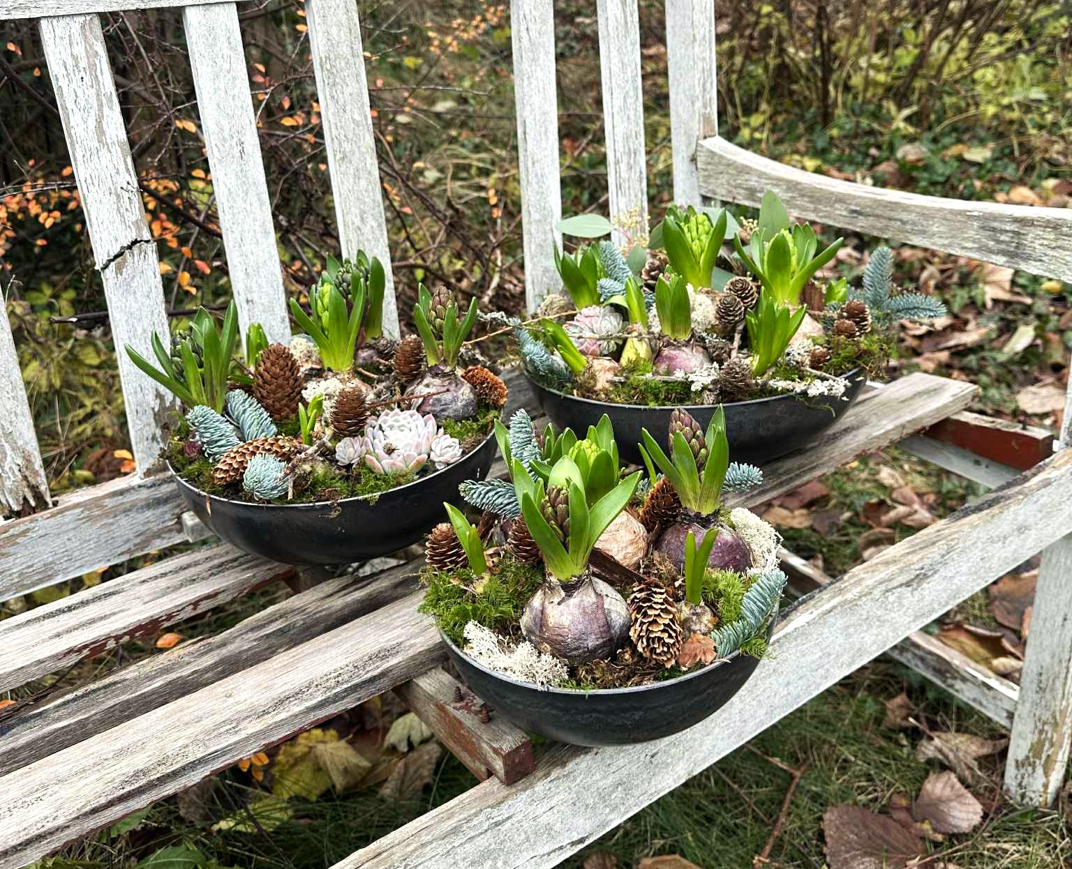 Tre hyacintarrangementer i forskellige størrelser, står på en rustik hvid træbænk. 